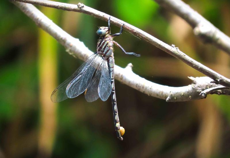 Photo of Elusive Clubtail