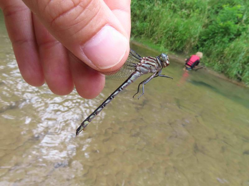 Photo of Elusive Clubtail