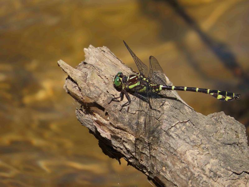 Photo of Zebra Clubtail