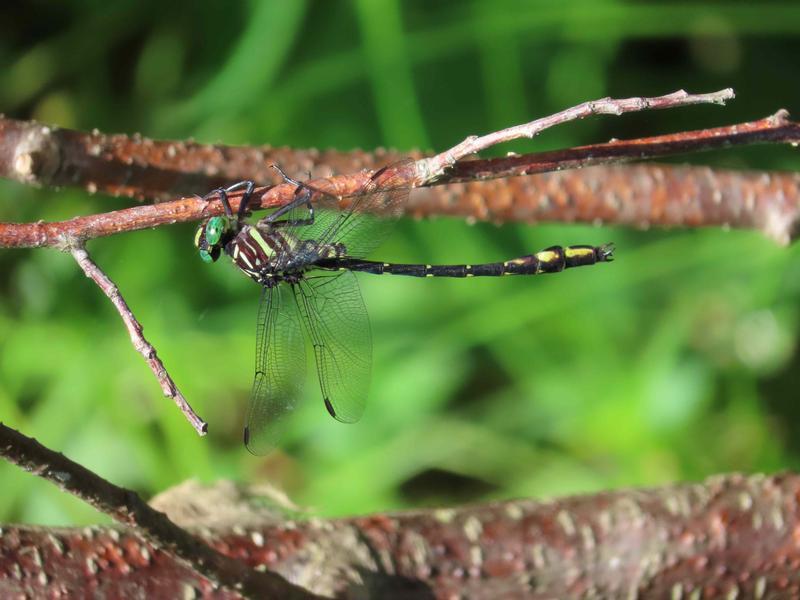 Photo of Arrow Clubtail