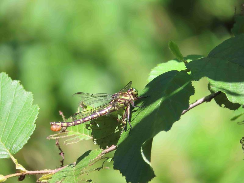 Photo of Zebra Clubtail