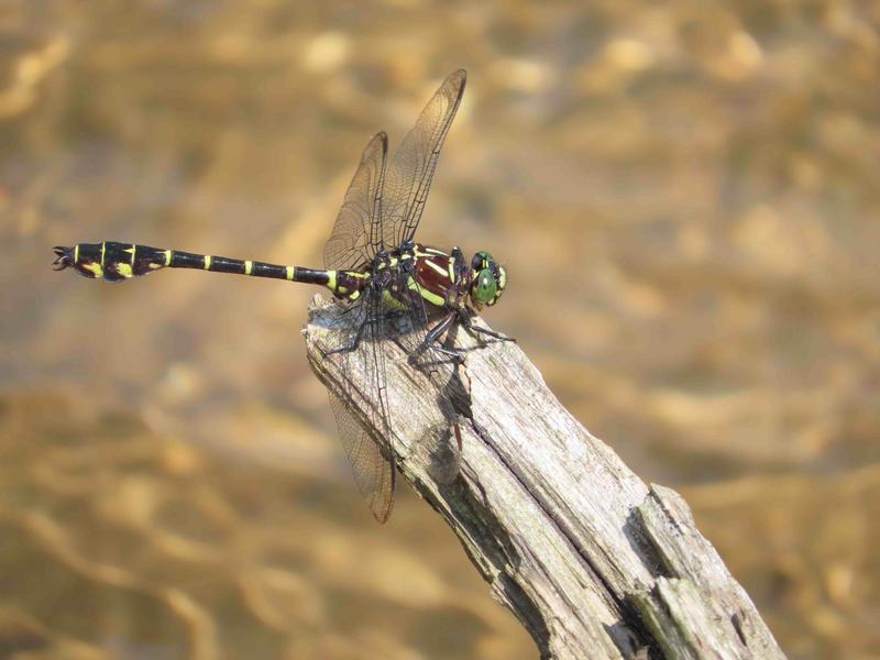 Photo of Zebra Clubtail