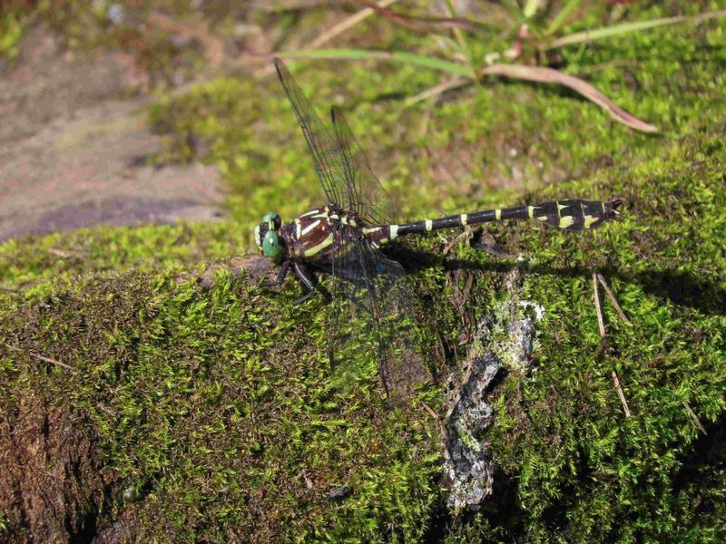 Photo of Zebra Clubtail