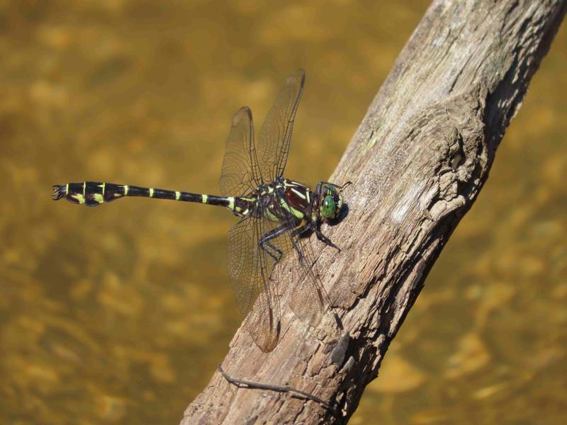 Photo of Zebra Clubtail