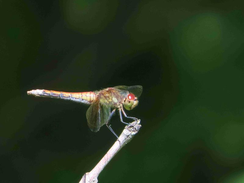 Photo of Band-winged Meadowhawk