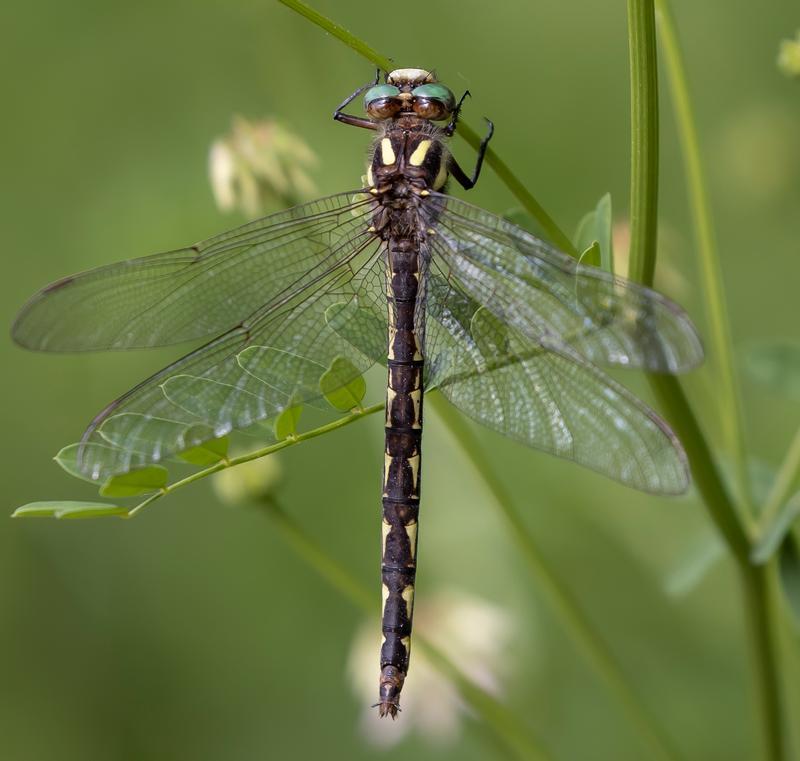 Photo of Delta-spotted Spiketail