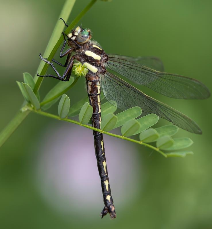 Photo of Delta-spotted Spiketail