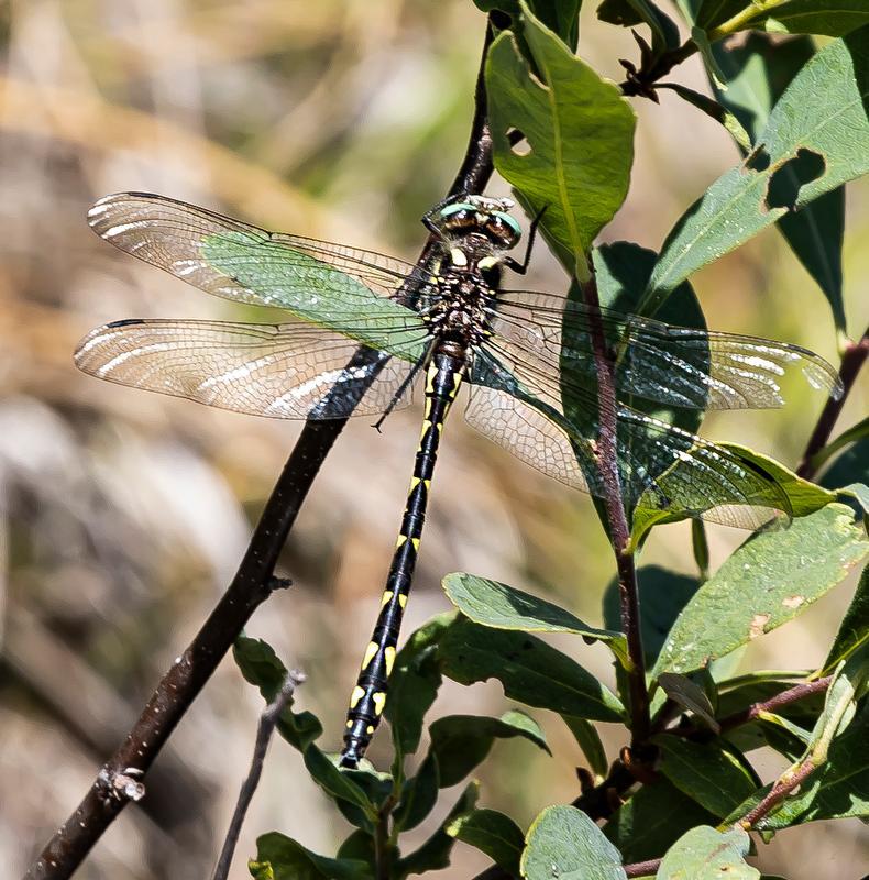 Photo of Delta-spotted Spiketail