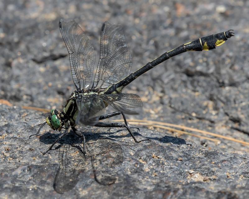 Photo of Splendid Clubtail