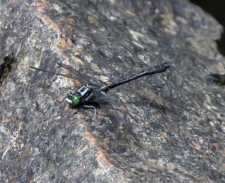 Photo of Mustached Clubtail