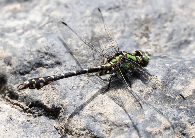 Photo of Boreal Snaketail