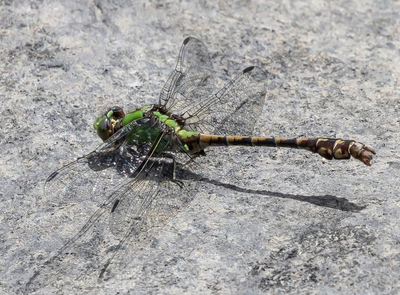 Photo of Rusty Snaketail