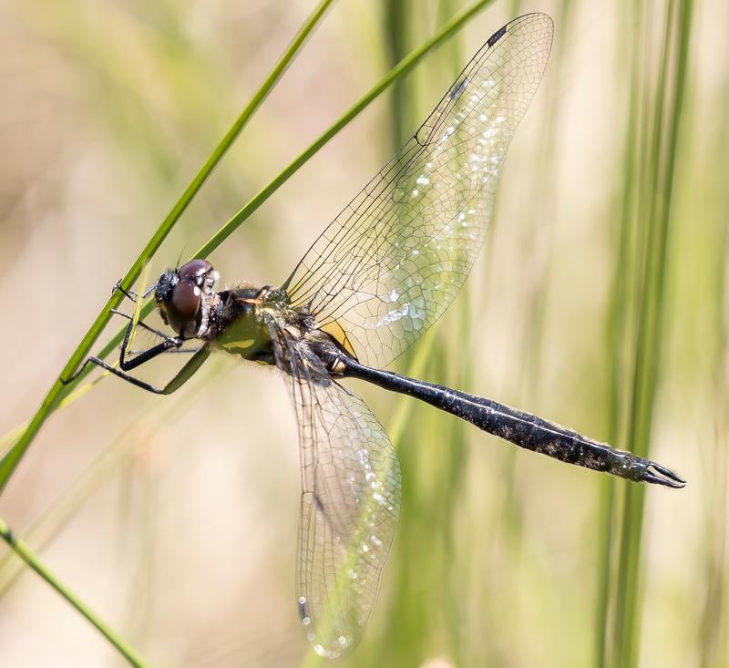 Photo of Ski-tipped Emerald