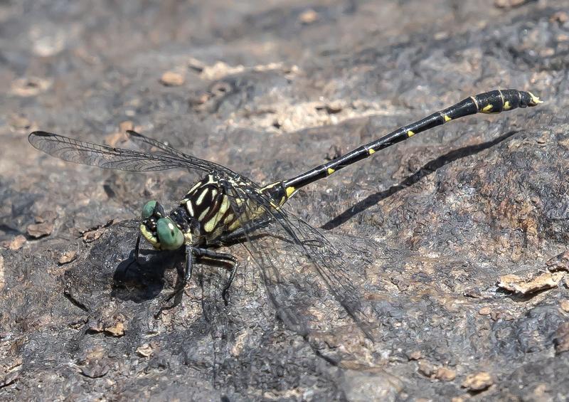 Photo of Eastern Least Clubtail