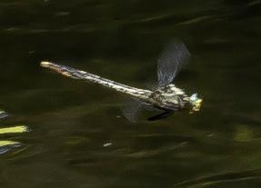 Photo of Horned Clubtail