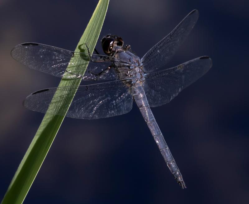 Photo of Slaty Skimmer