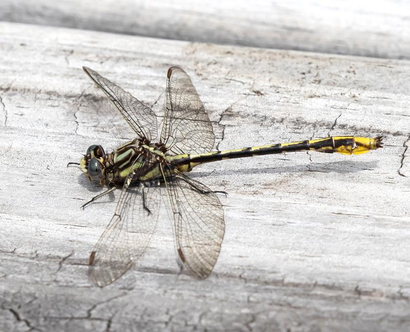 Photo of Lancet Clubtail