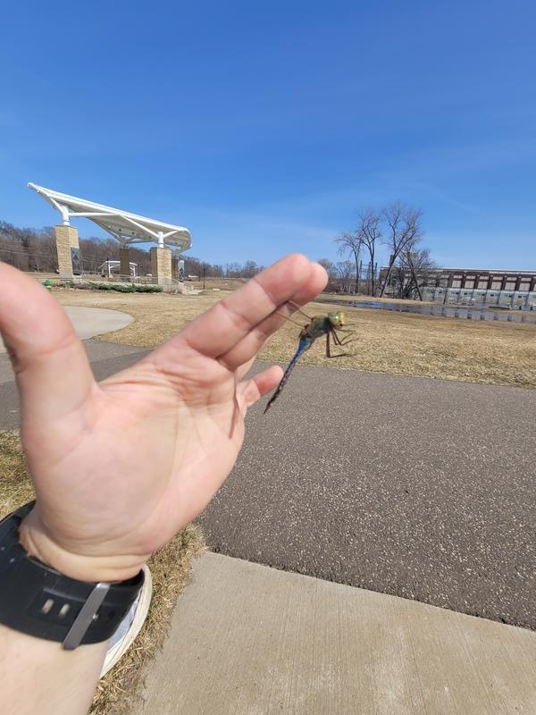 Photo of Common Green Darner