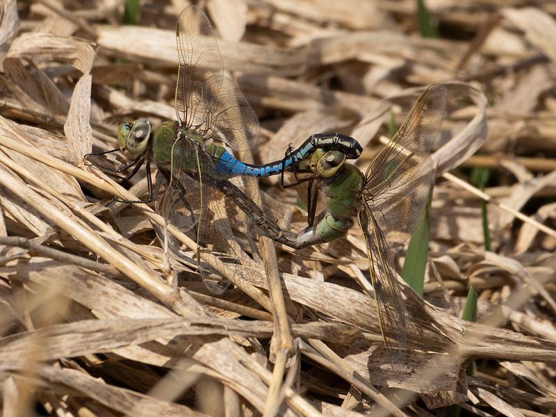 Photo of Common Green Darner