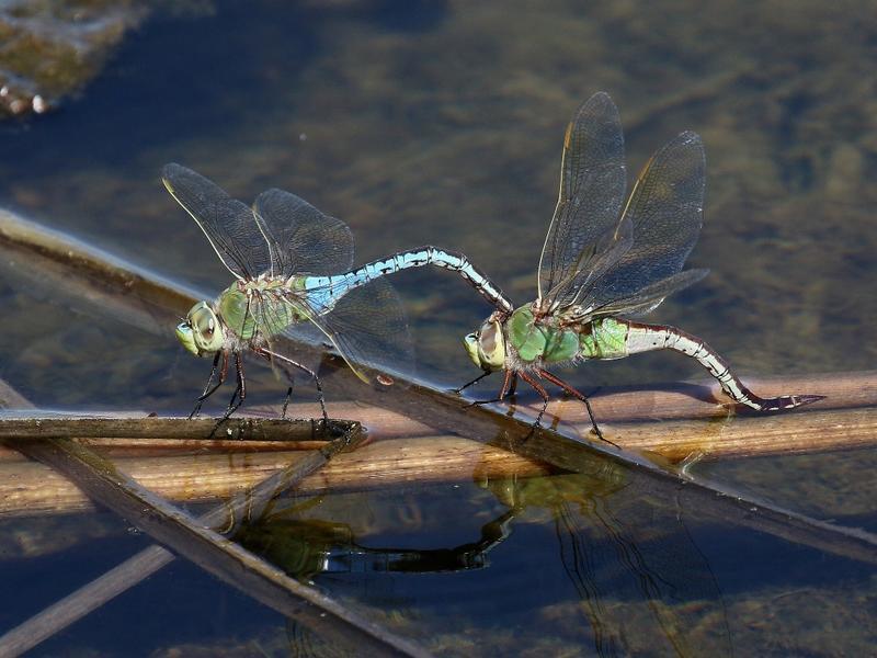 Photo of Common Green Darner