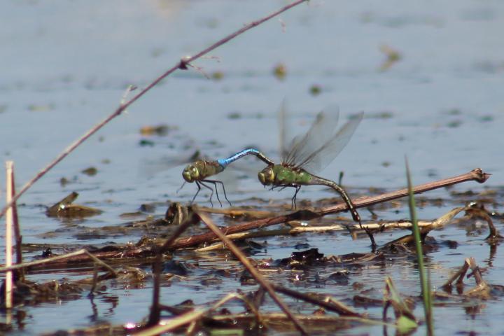 Photo of Common Green Darner