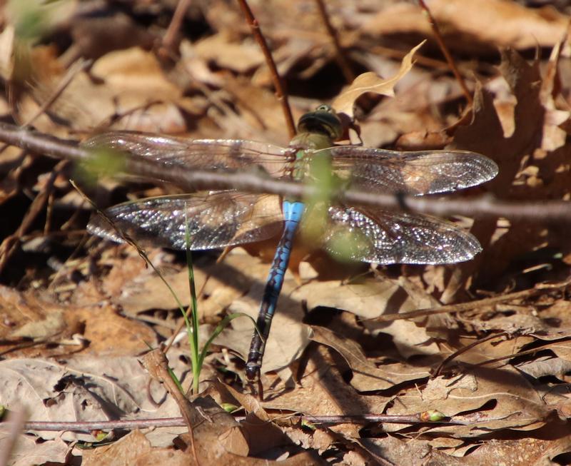 Photo of Common Green Darner