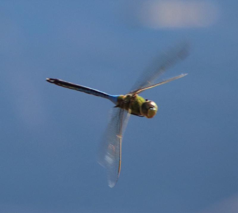 Photo of Common Green Darner