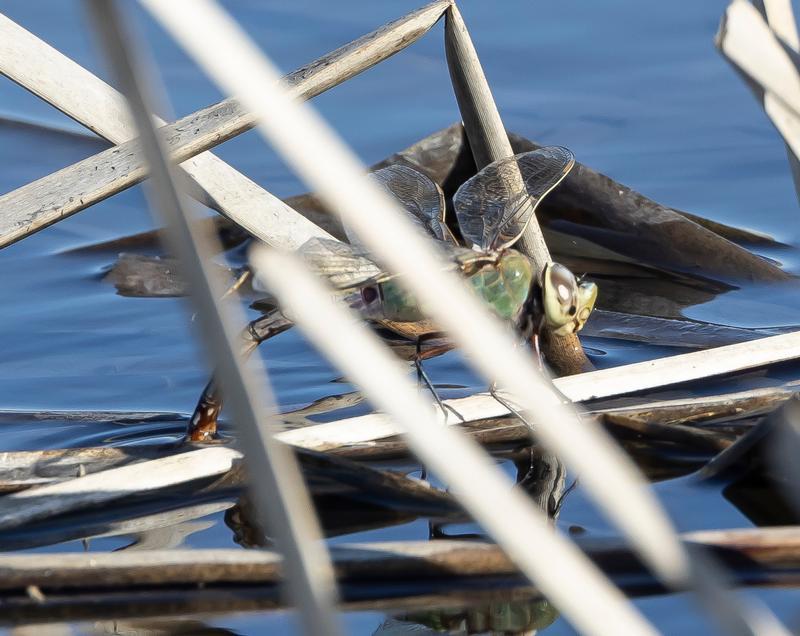 Photo of Common Green Darner