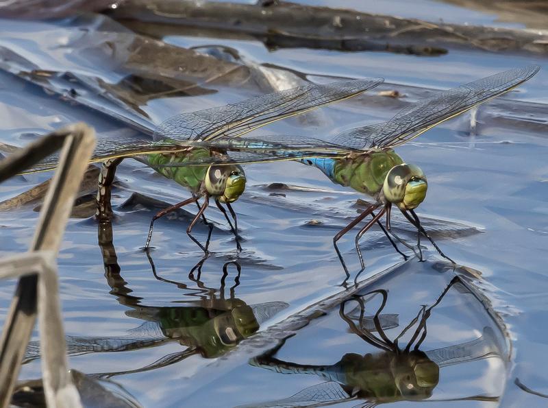 Photo of Common Green Darner