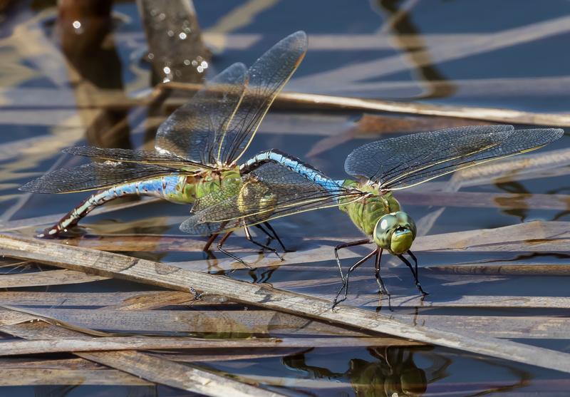 Photo of Common Green Darner