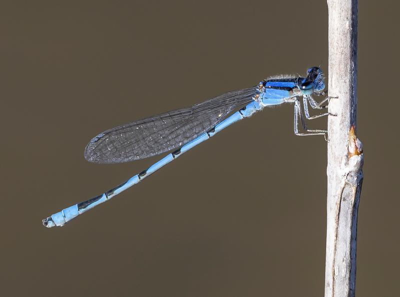 Photo of Familiar Bluet