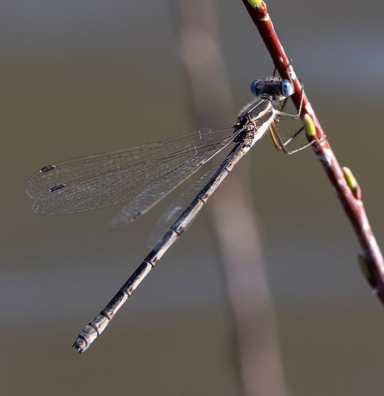 Photo of Southern Spreadwing