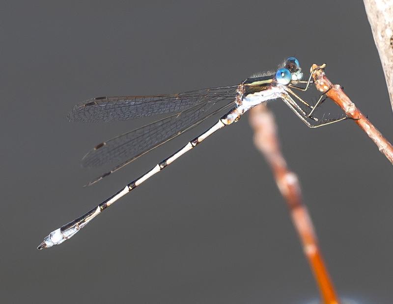 Photo of Southern Spreadwing