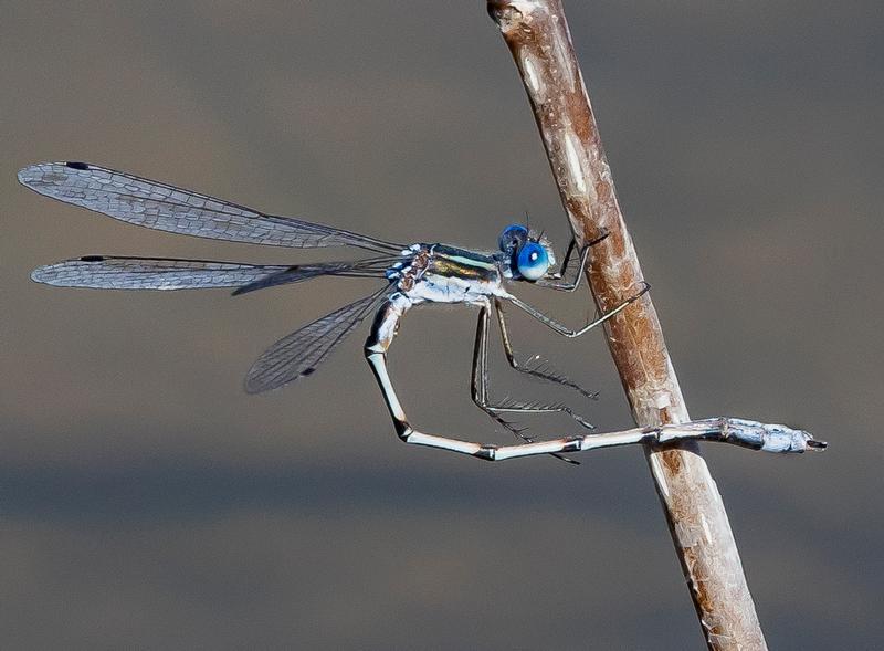 Photo of Southern Spreadwing