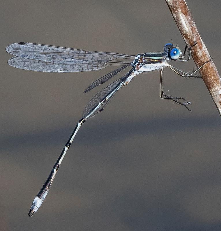 Photo of Southern Spreadwing