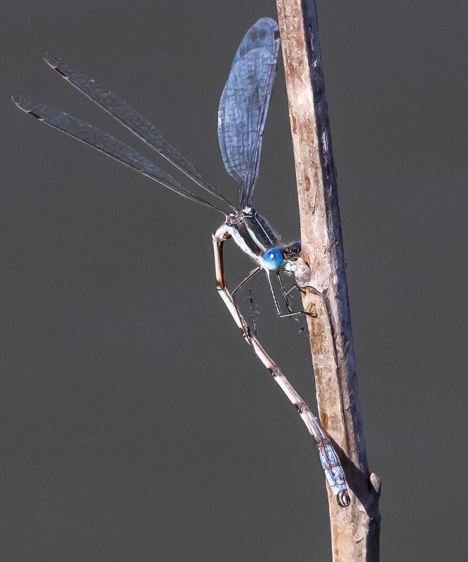 Photo of Southern Spreadwing