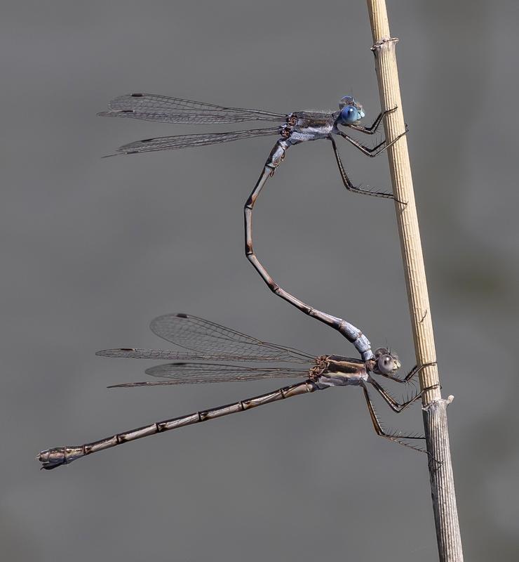 Photo of Southern Spreadwing