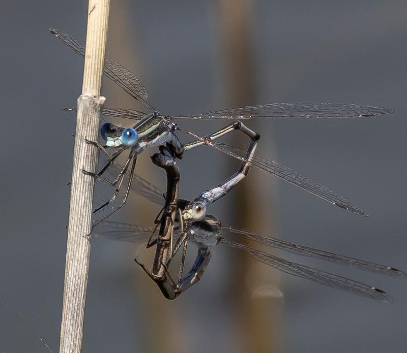 Photo of Southern Spreadwing