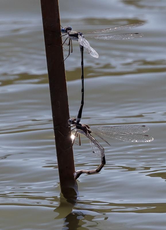 Photo of Southern Spreadwing