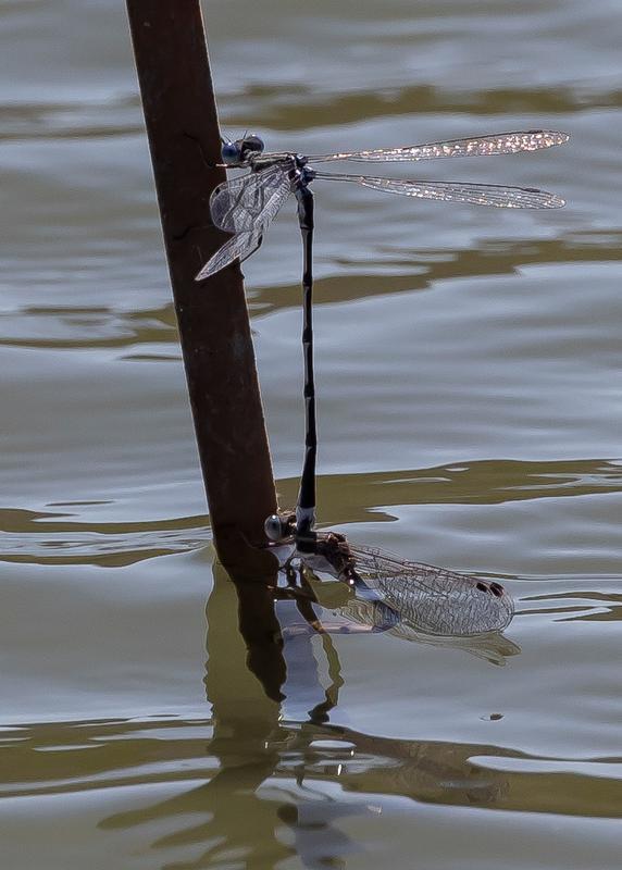 Photo of Southern Spreadwing