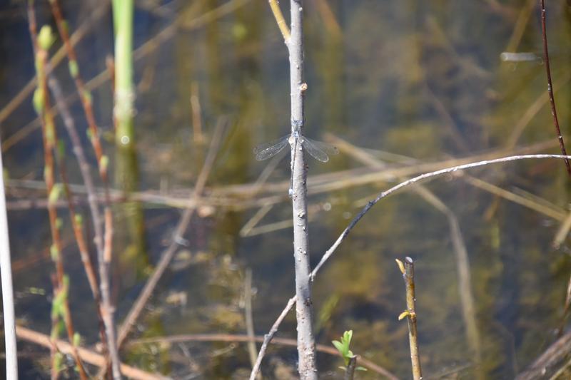 Photo of Southern Spreadwing