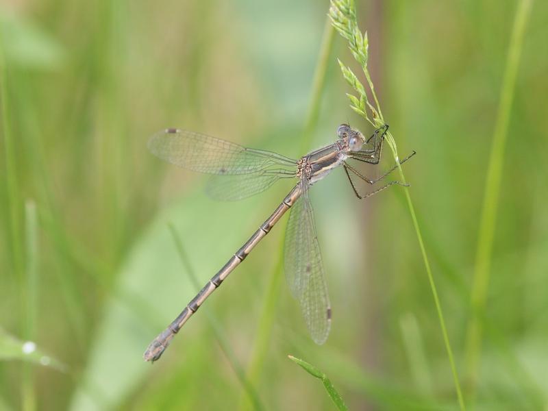 Photo of Southern Spreadwing