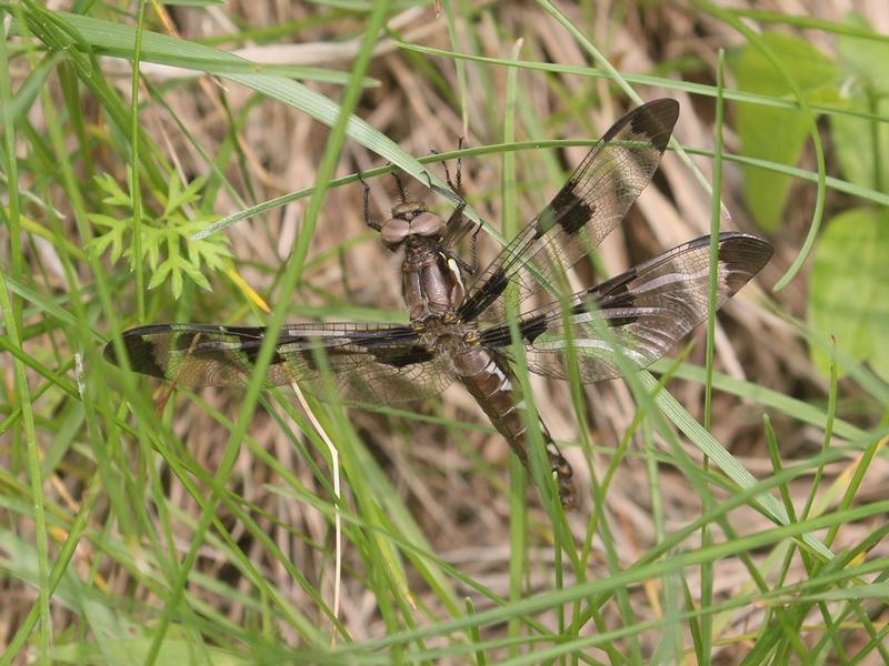 Photo of Common Whitetail