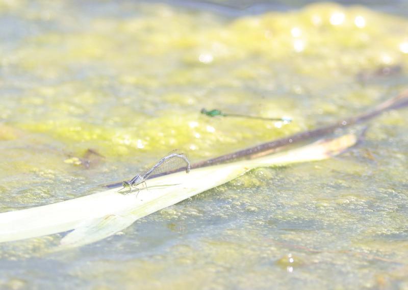 Photo of Eastern Forktail