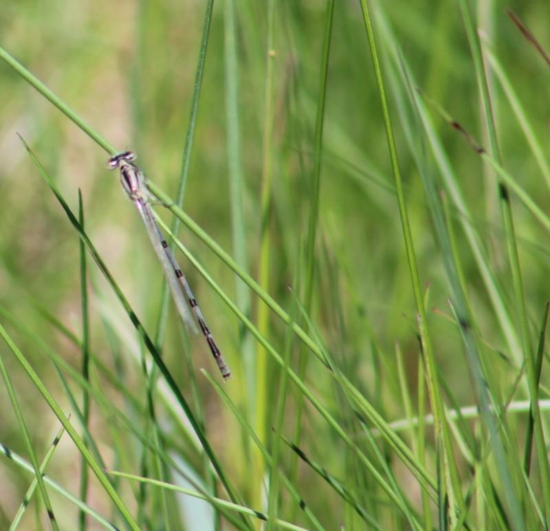 Photo of Familiar Bluet