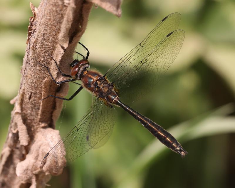Photo of American Emerald