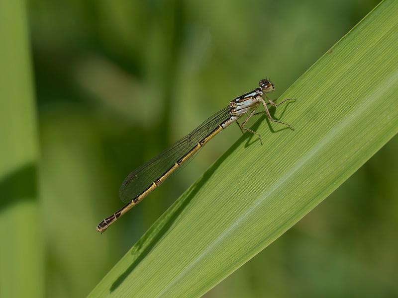 Photo of Fragile Forktail