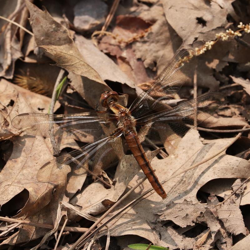 Photo of Chalk-fronted Corporal