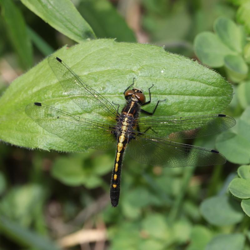 Photo of Dot-tailed Whiteface