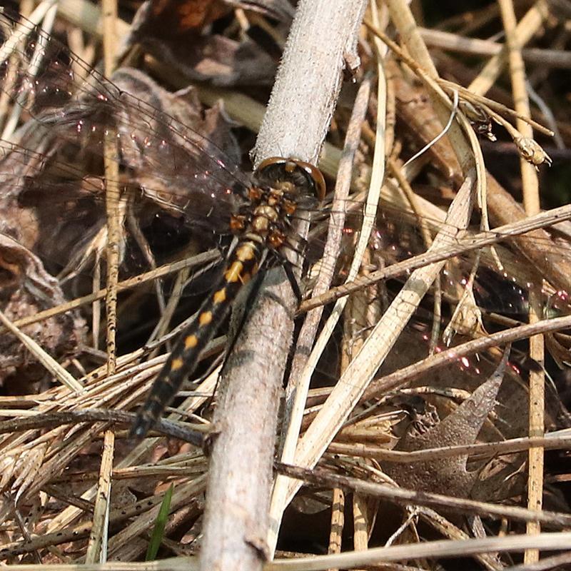 Photo of Hudsonian Whiteface